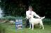 Dartmoor Jaez, Gran Campeona Argentina