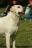Dartmoor Jaez, National Winner LRCA 2011
